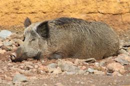 Wildboar